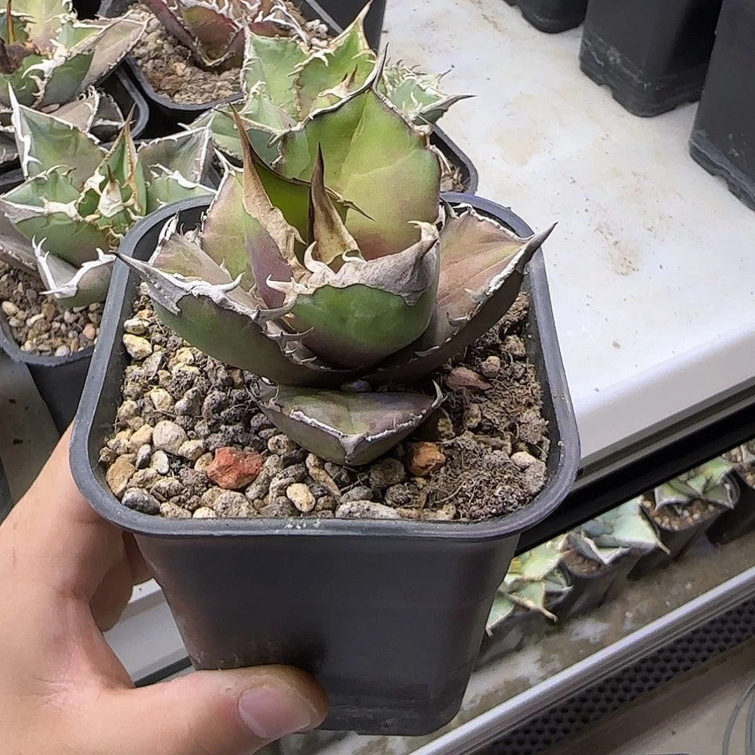 白犀牛龙舌兰1111111111