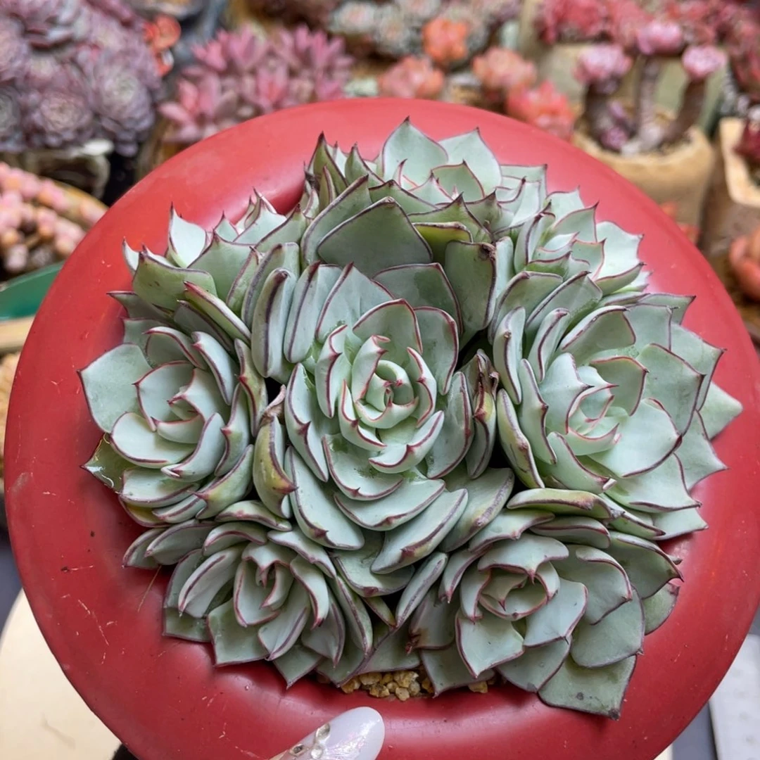 剑斯诺娃整装捧花