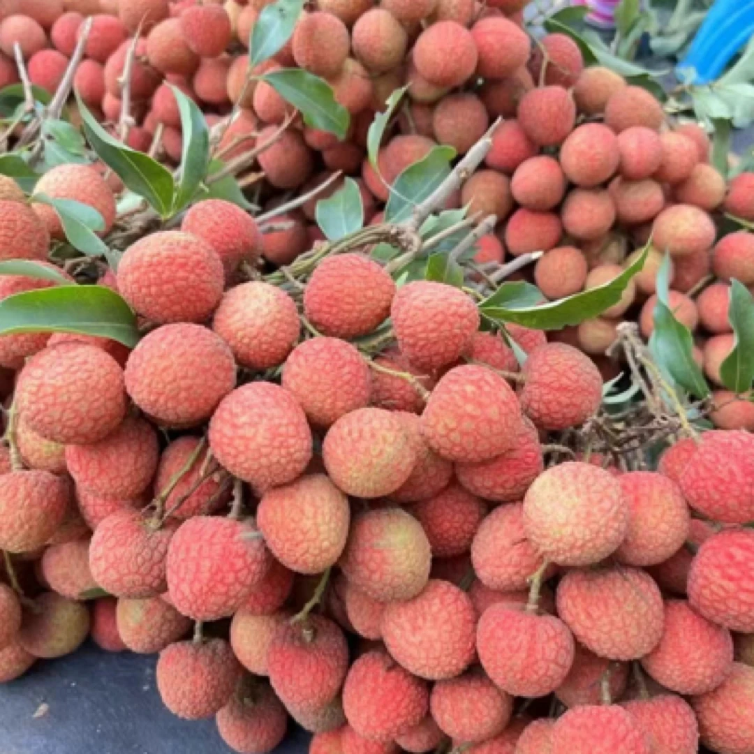 潮汕老树荔枝 黑叶荔枝新鲜