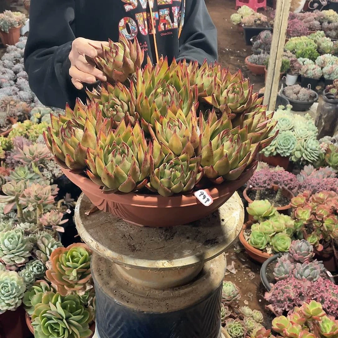 949乌木 一物一拍多肉