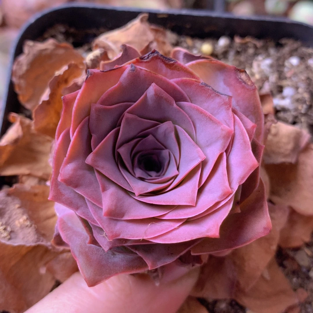 一物一拍玉麒麟537