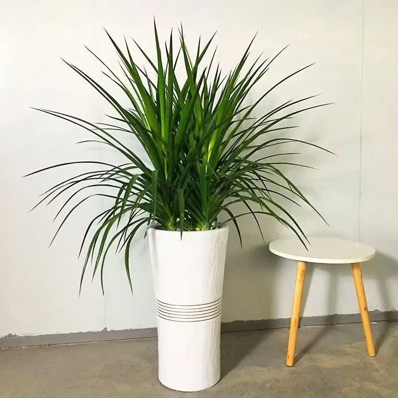小颗黑珍珠龙须树绿植网红绿植易养室内客厅盆栽花卉植物