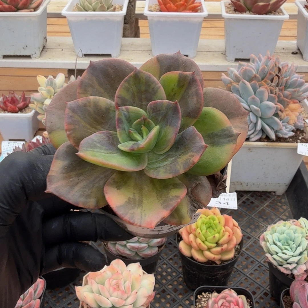 1014-35布鲁门卡锦