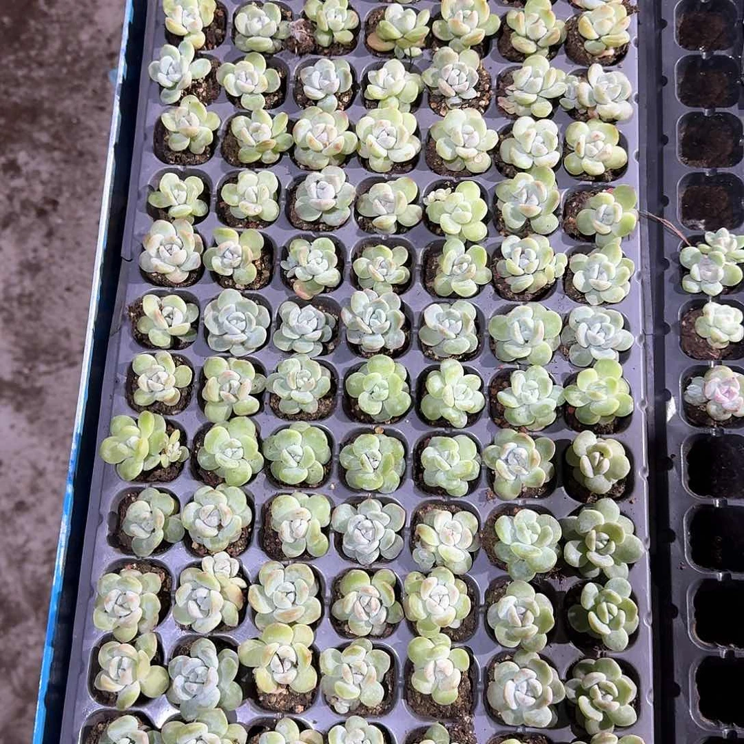 奈何一物一拍专拍