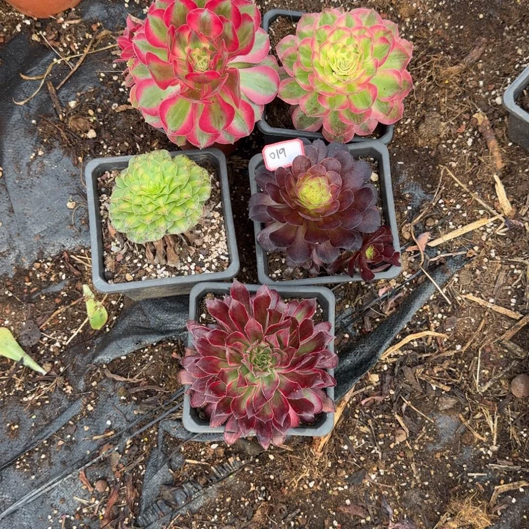 冯***g精品多肉植物000019