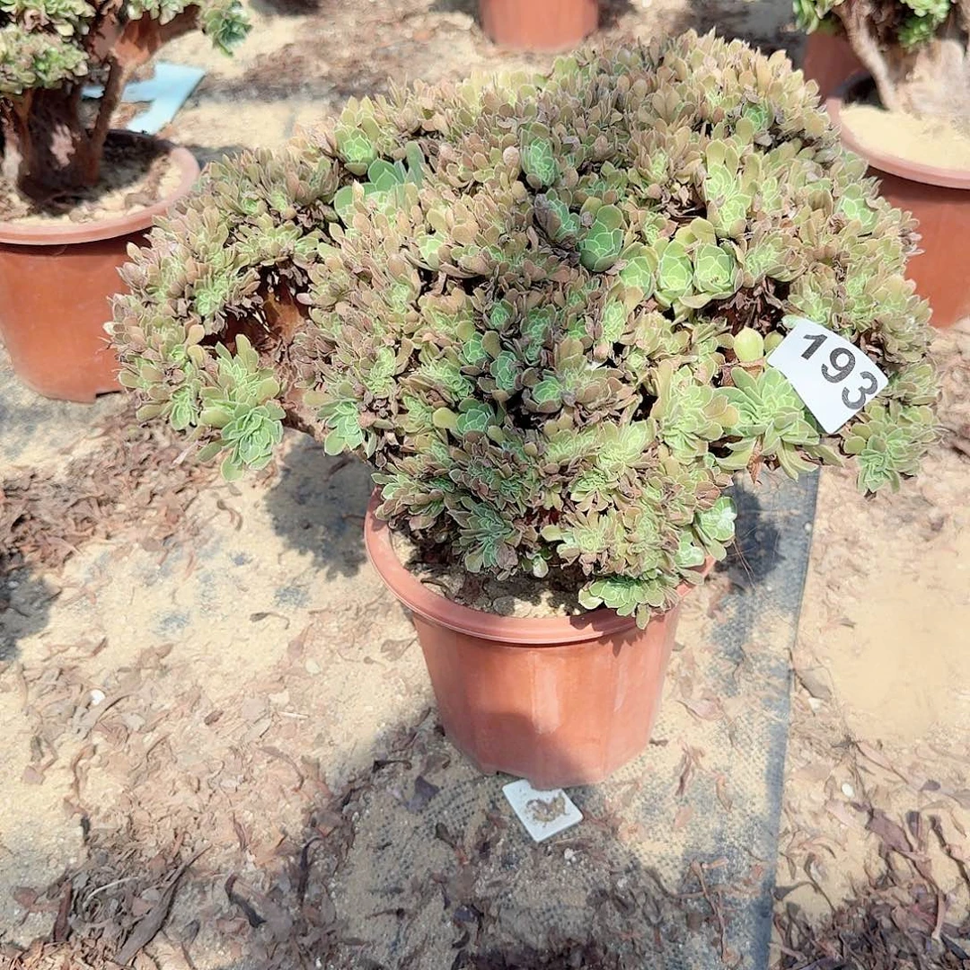 193玫瑰朵朵一颗呀呀