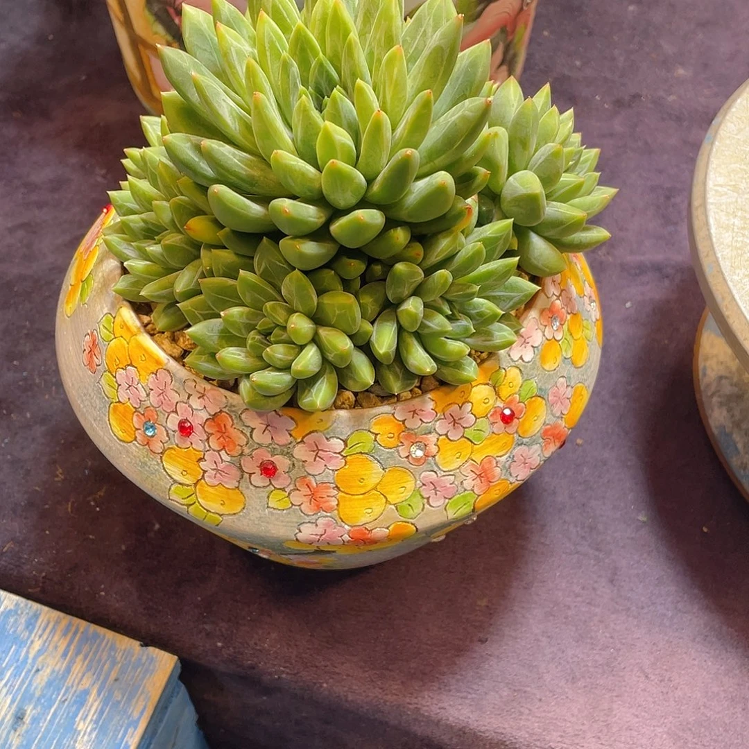 多肉植物带盆价，脱土包邮