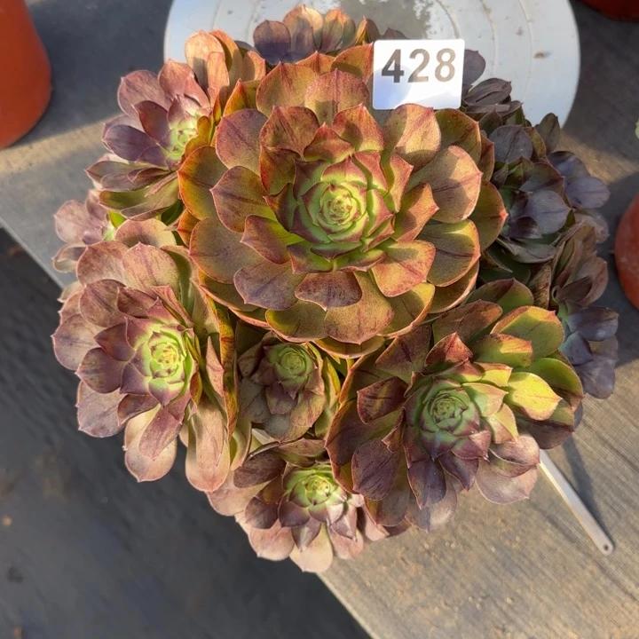 多肉植物黑魔428号