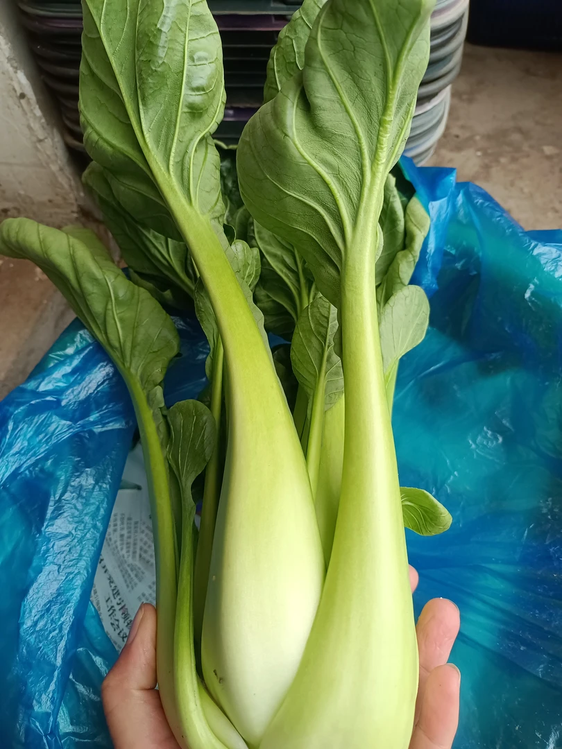 上海南汇条干菜，糯糯的，甜甜的