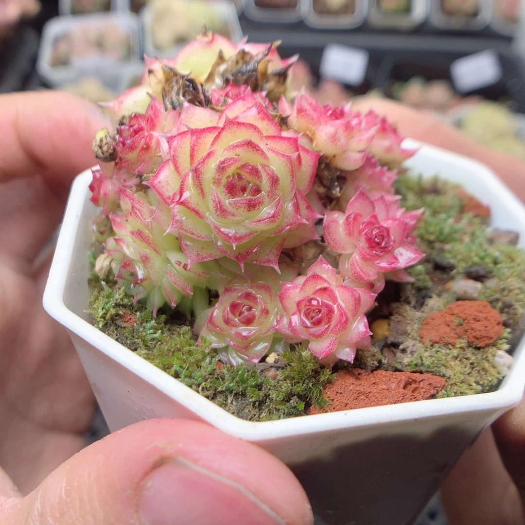 无花朵Q45。yyyyyyy