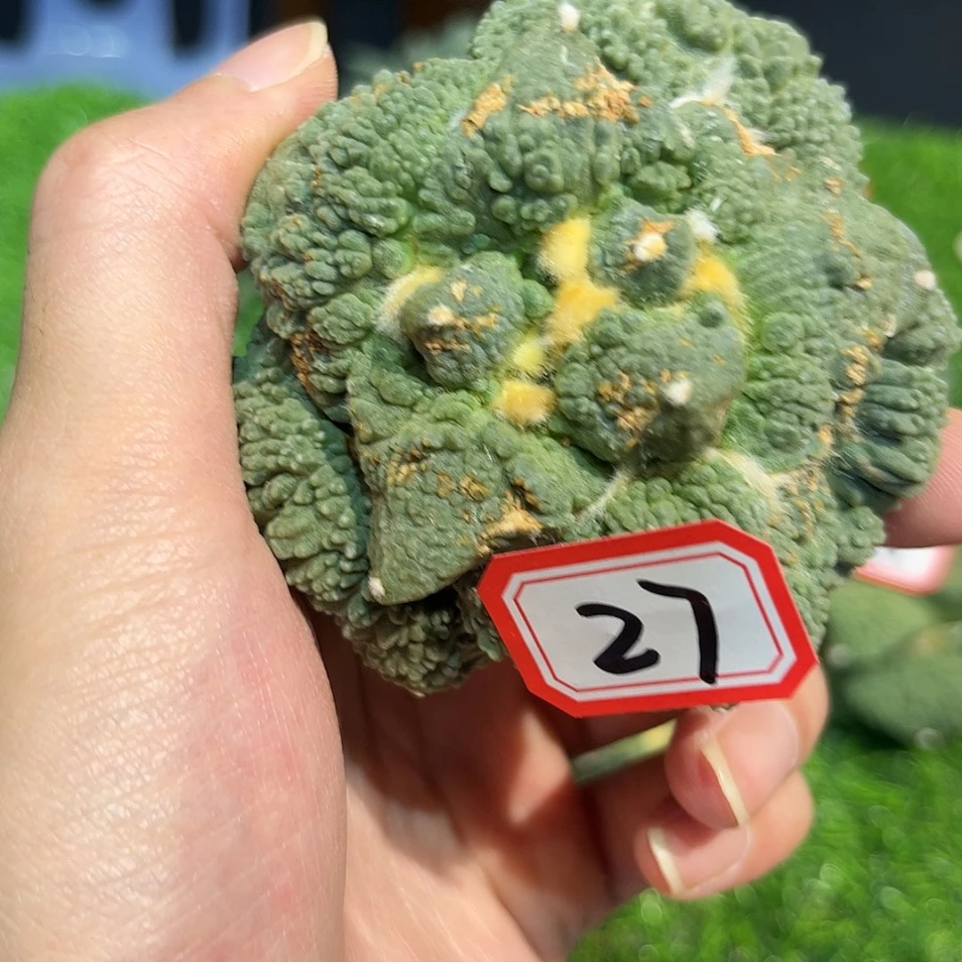 27号自根大尤炸天怒涛