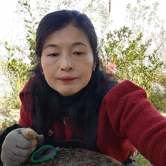 易***5对节白蜡盆景之王