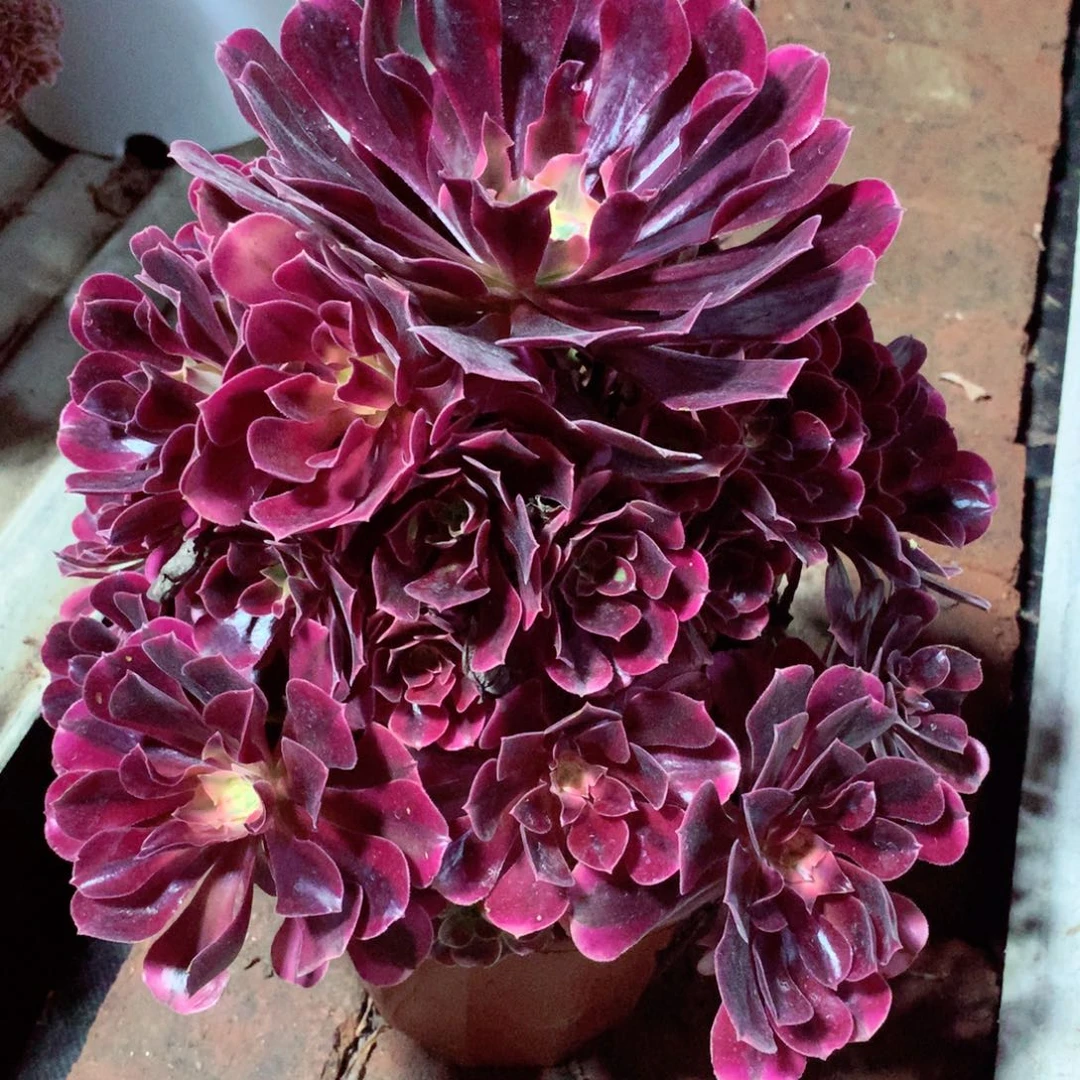 美杜莎，多肉植物的