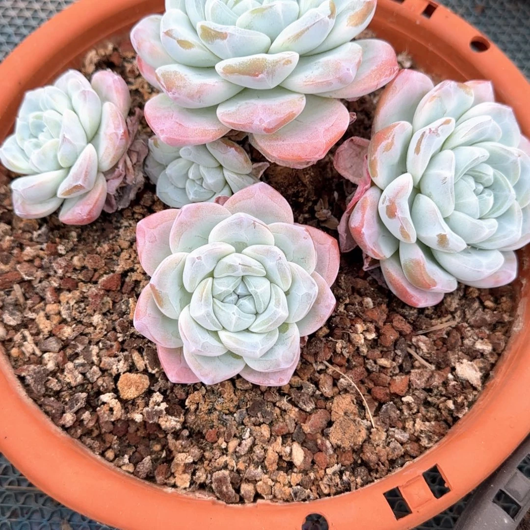 多肉植物多肉植物