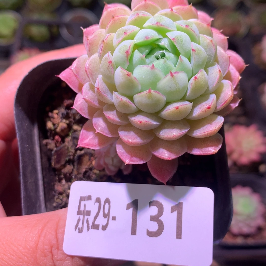 乐然29-131 羊脂球