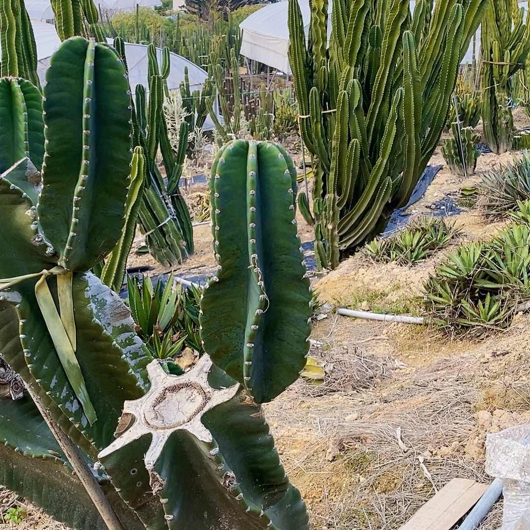 秘鲁苹果侧枝30公分左右无根