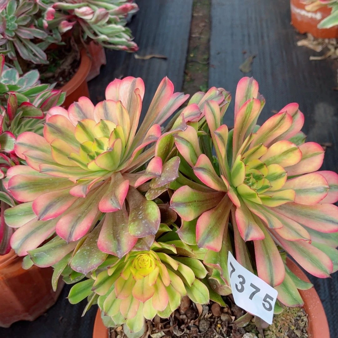 粉钻多肉发货发货