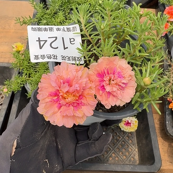 a124量拍草莓甜心超小苗花色会变盆口11