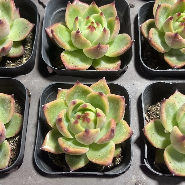 蓝龙精品多肉植物