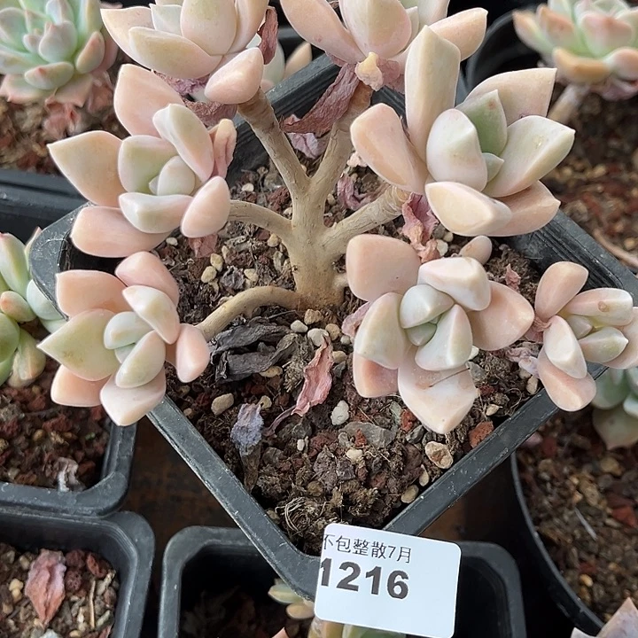 阿雅园艺。     1216