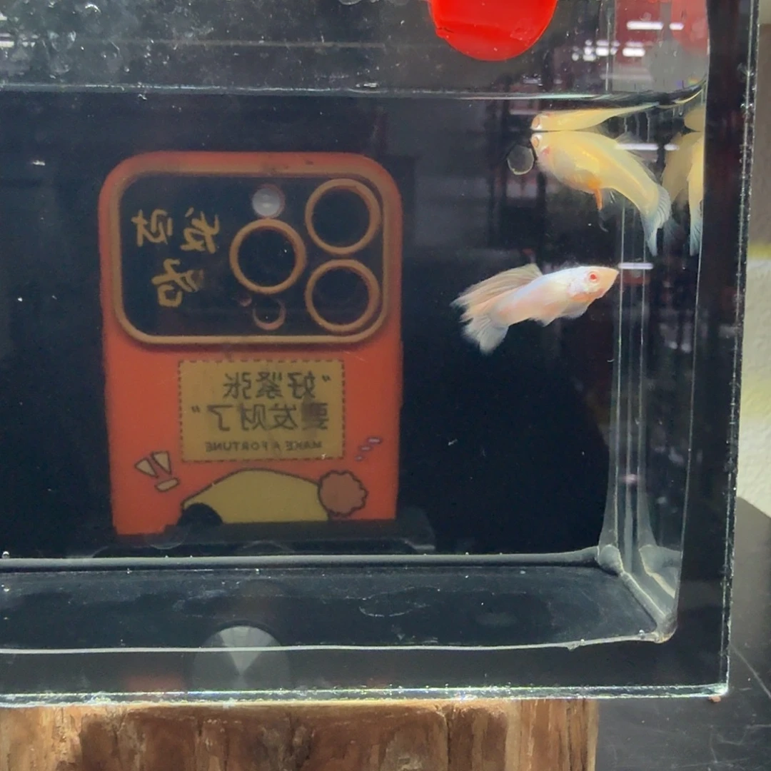 孔雀鱼玻璃猫孔雀15