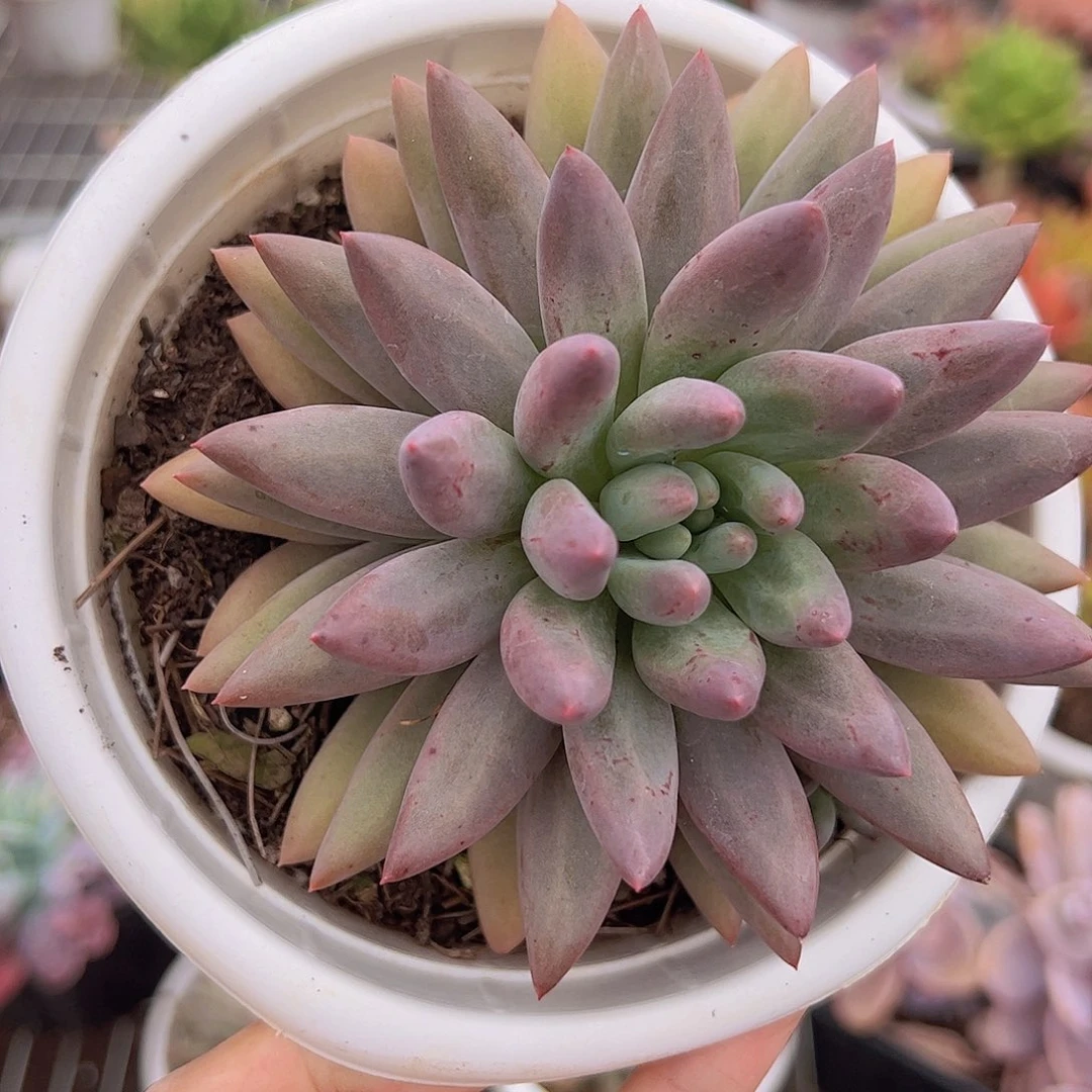 虞美人大单头精品多肉