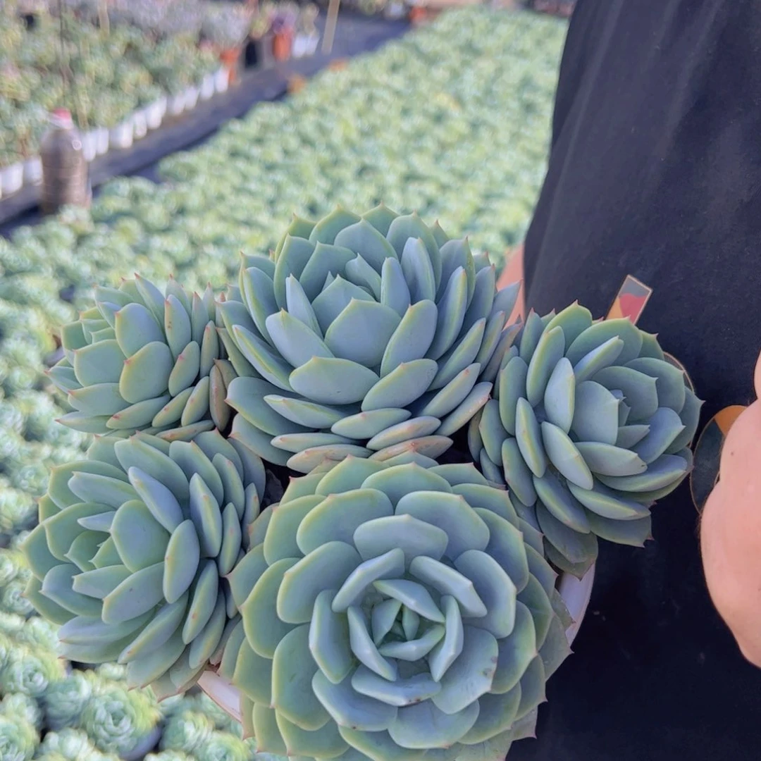 韩国恋曲五头起发