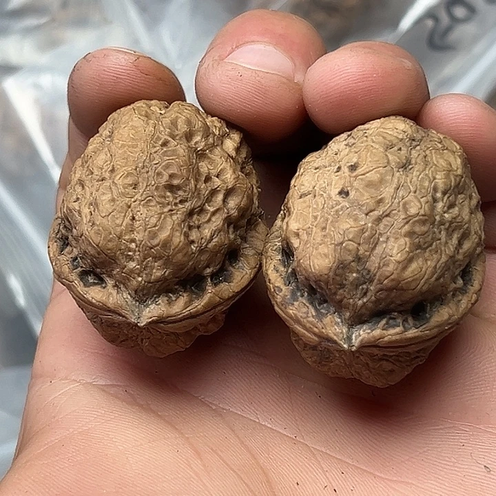 核桃29号卧龙38尺