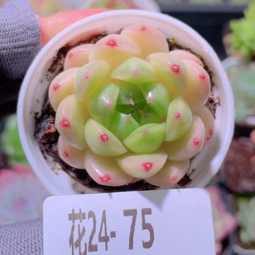 花利美24-75麦秆
