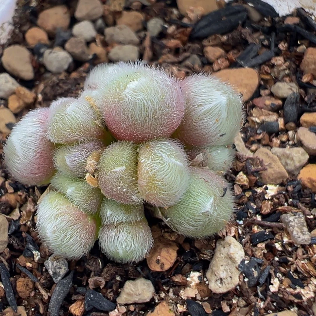 169多肉植物百科知识