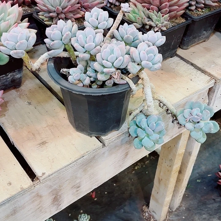 仰****咖啡美人老桩一物一拍桌子上