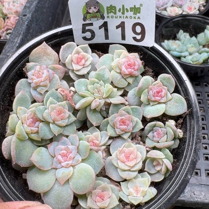*****多肉植物多肉植物