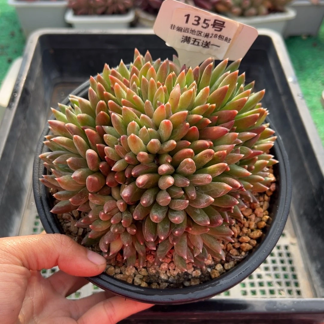 表妹精品多肉植物135.