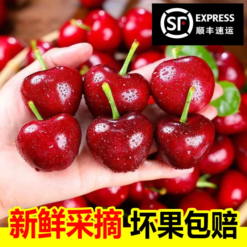 【顺丰冷链】山东脆甜美早樱桃2/3斤新鲜水果空运dy