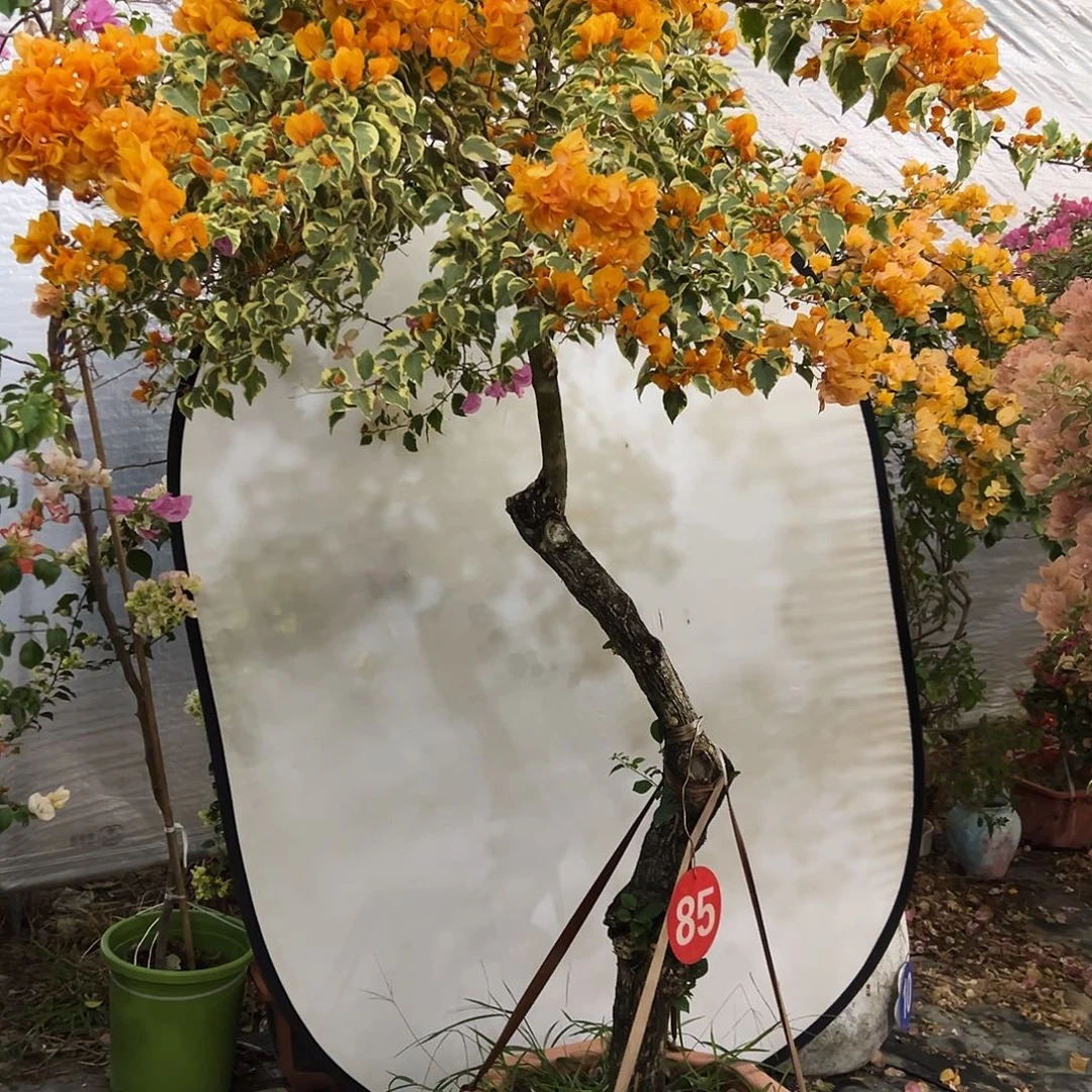 弄***依完全开放三22222222