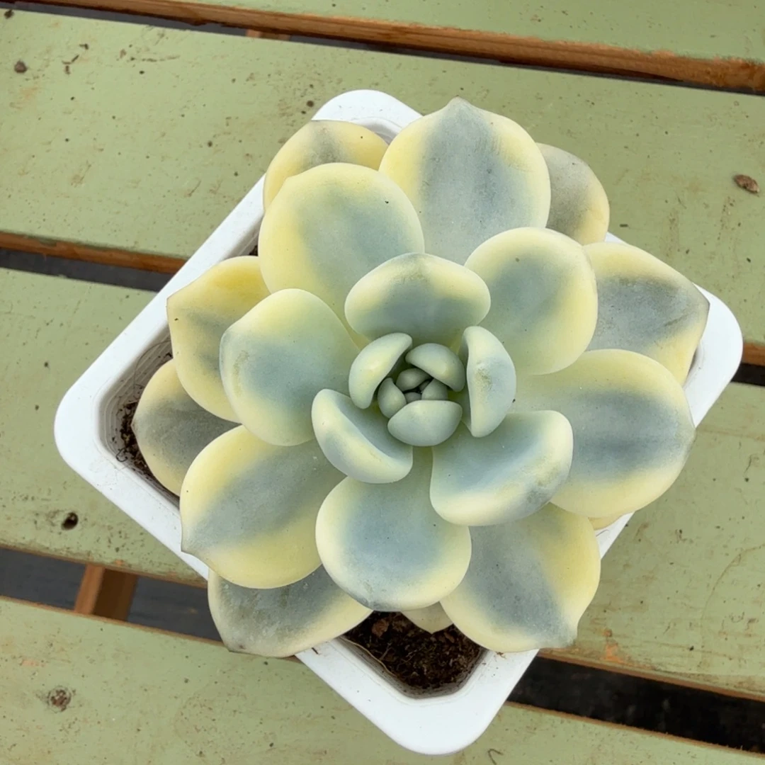 望舒锦锦上园艺一物一拍