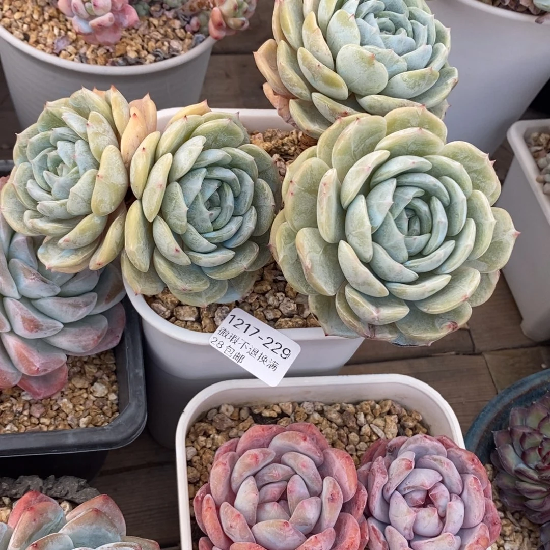 宝***静229号多肉群小可爱