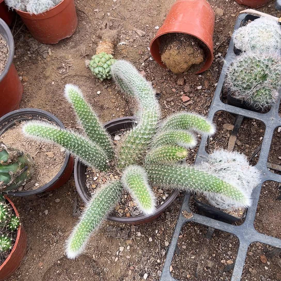 多肉植物多肉植物