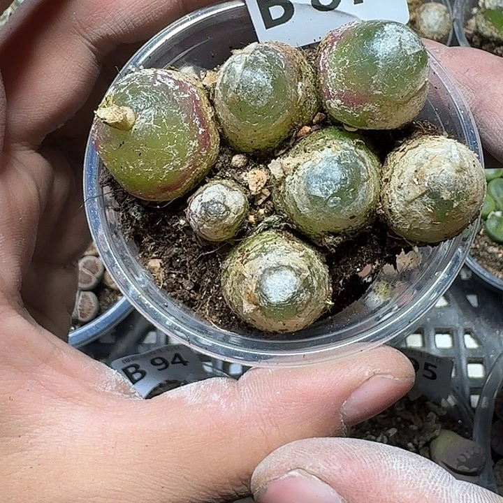 87 多肉植物多肉植物