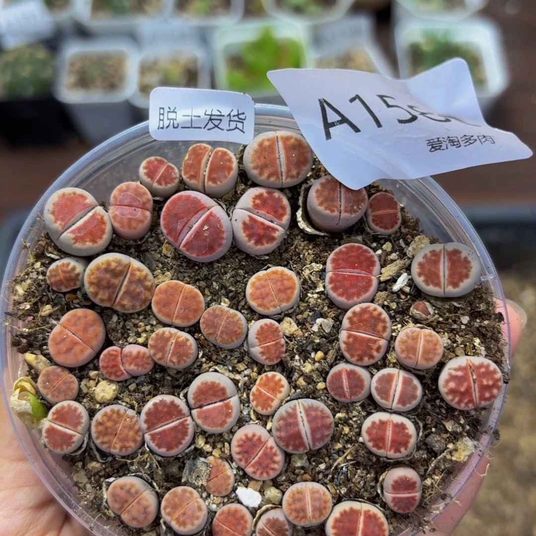 1580 生石花和肉锥