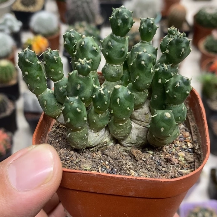 骑兵团扇特价福利