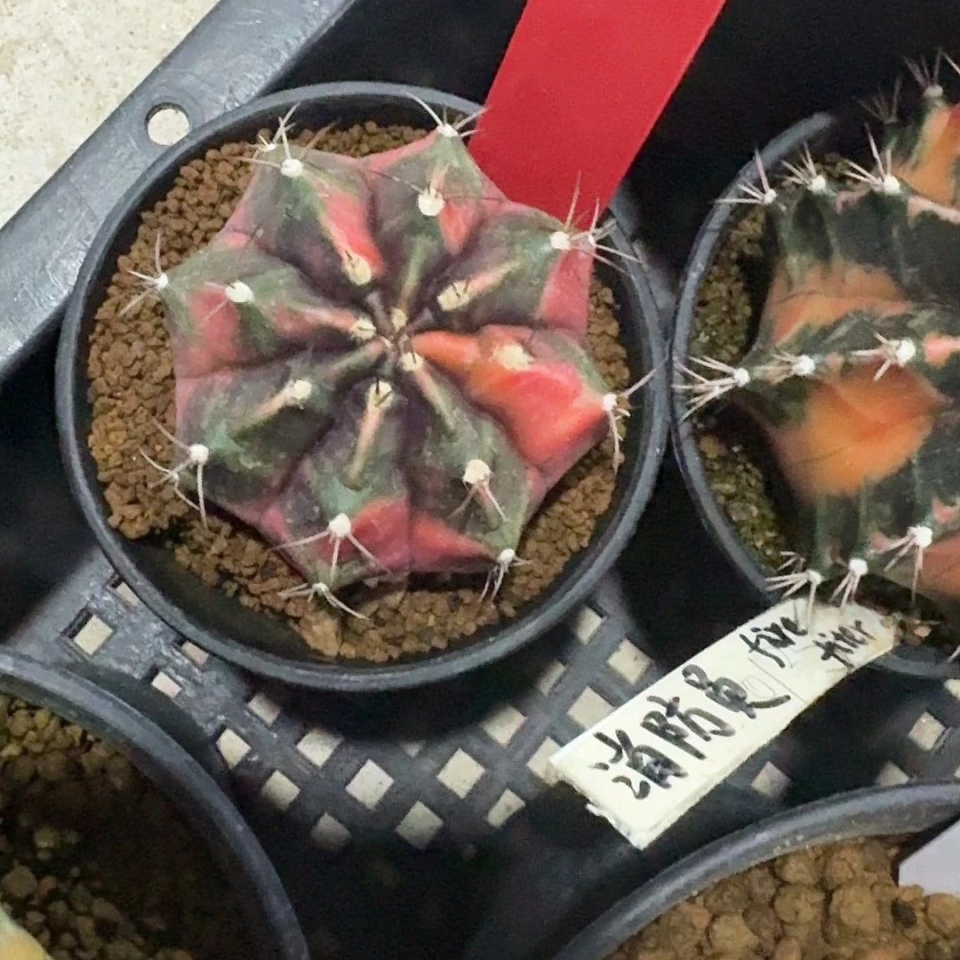 L570-1122广东发货 秋天