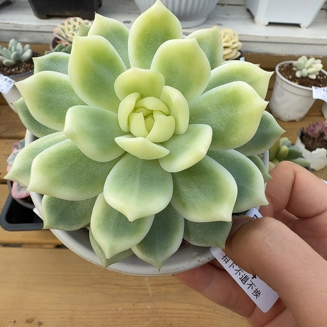 霜花111111111112-204