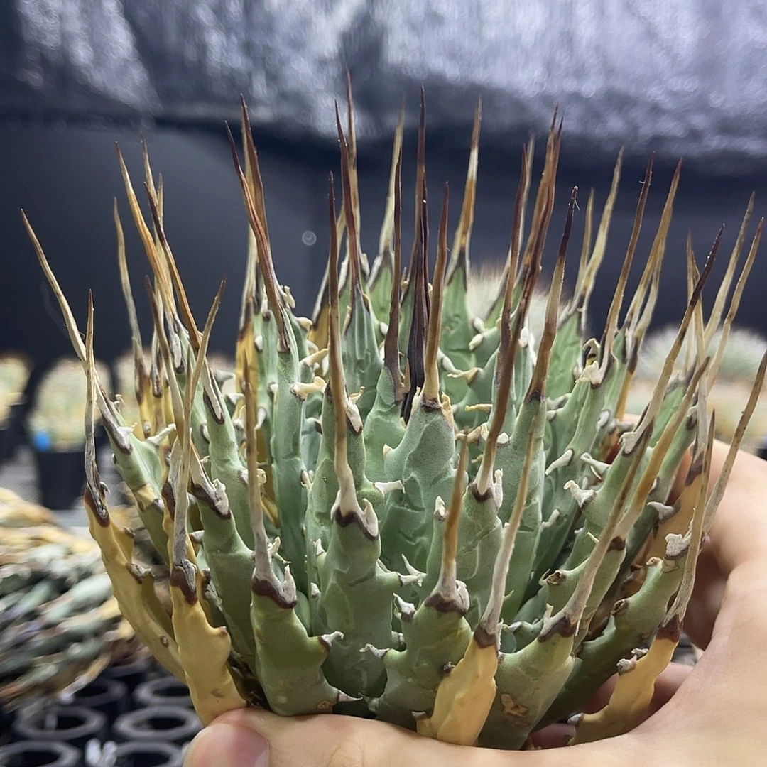 超大长直刺111111