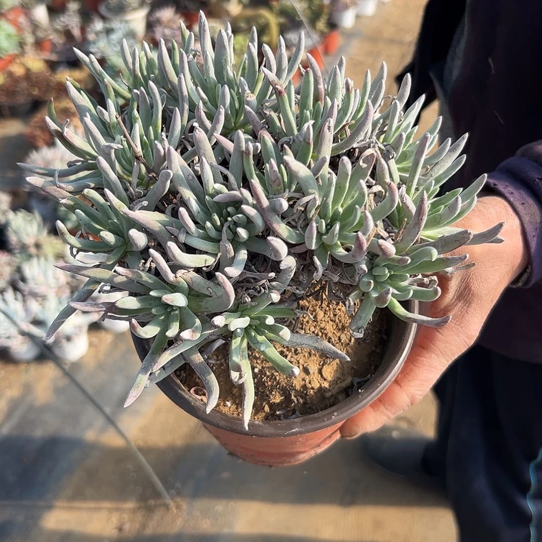 多肉植物爱杜丽丝