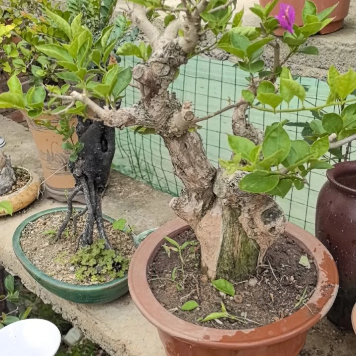 皓*三角梅一个带盆包邮