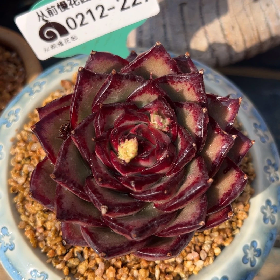 从前慢多肉精选编号0212.227