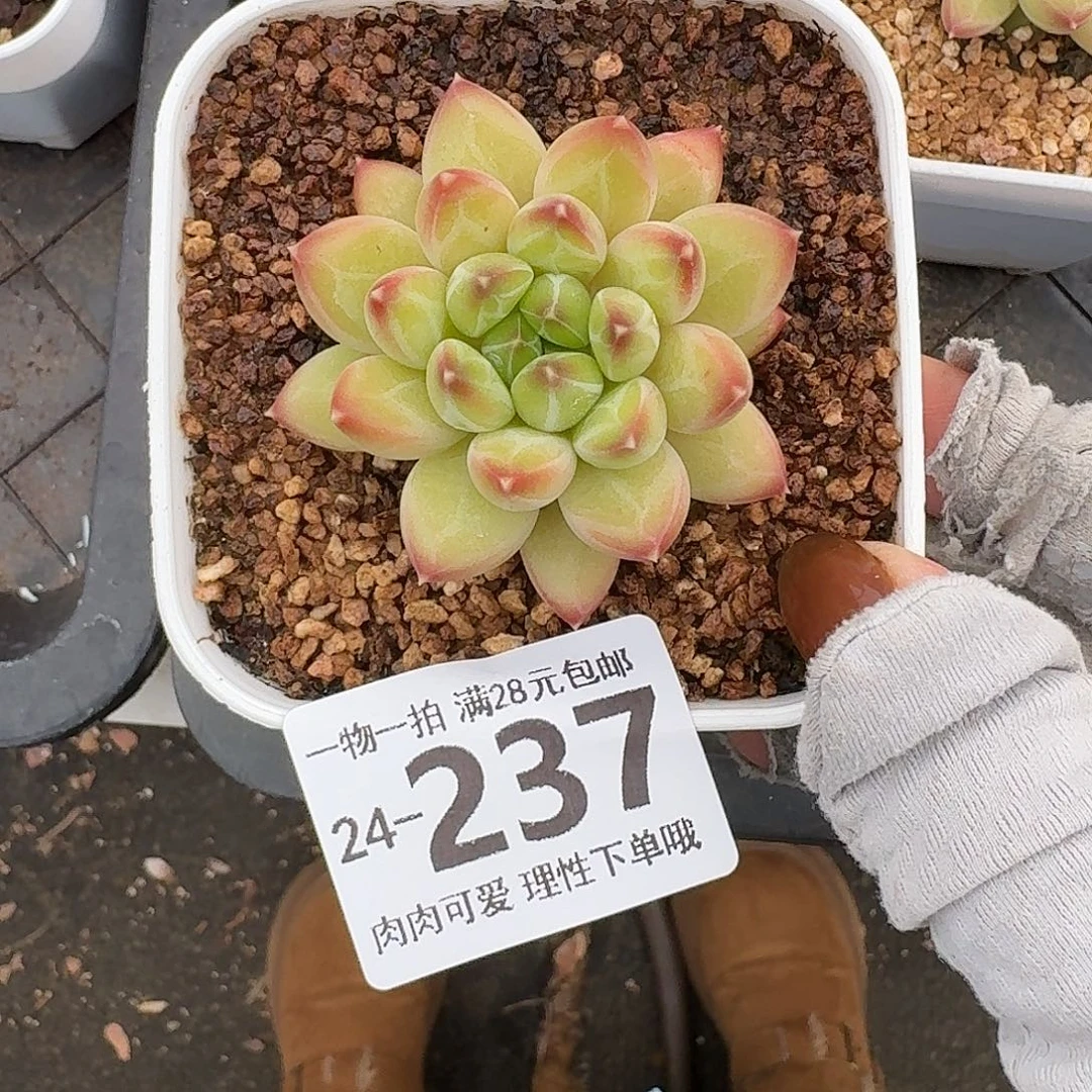 胖体青花瓷无盆土发货无