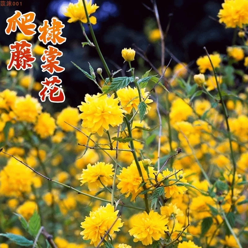 重瓣棣棠花苗盆栽阳台花园花卉绿植爬藤多花植物金黄花地棠耐寒冬