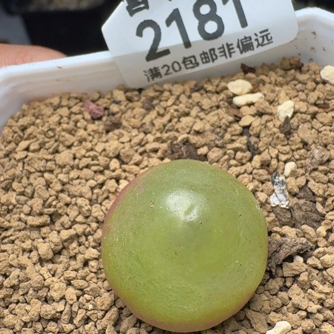 灯泡2.3带盆土。